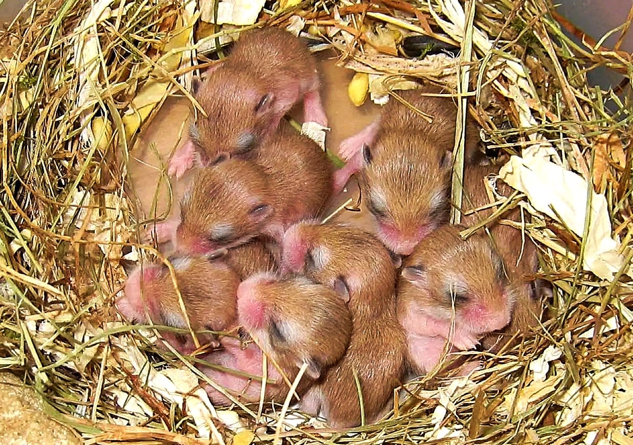 ロボット hamsters A Complete Guide to Roborovski Hamsters - PetHelpful